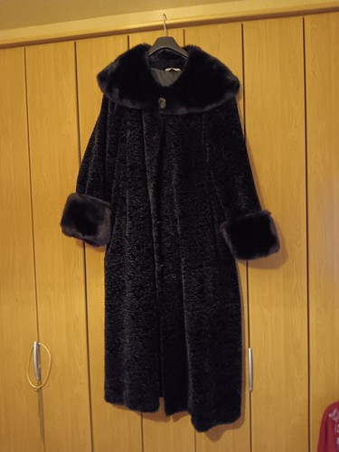 Exquisiter schwarzer persianer - exquisiter,